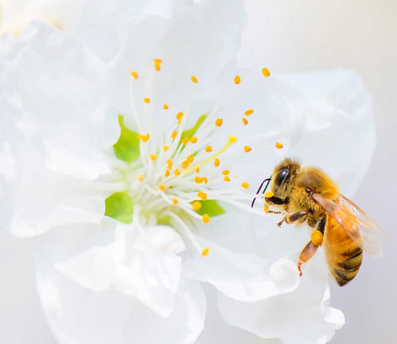 A bee on a white lily: ecotourism offers guests insights into the impact of the human race on the environment.