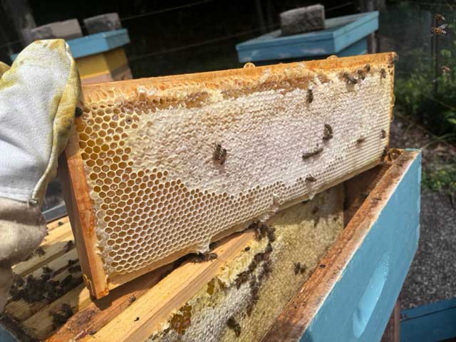 Holding a frame from the beehive on one of our apitourism experiences.